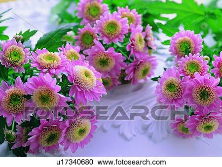 table, flower, leaf, plant, sun flower, pink View Large Photo Image Stock Image - table, flower, leaf, plant, sun flower, pink. Fotosearch