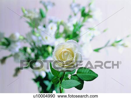 Stock Image - white, flower, rose, plant, wall, leaf. Fotosearch