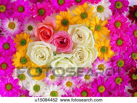 white, pink, white, rose, yellow, plant View Large Photo Image Stock Image - white, pink, white, rose, yellow, plant. Fotosearch