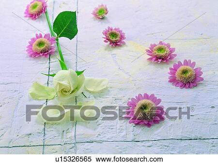 Stock Photography - white, rose, flower, sun flower, green leaf, colorful. Fotosearch