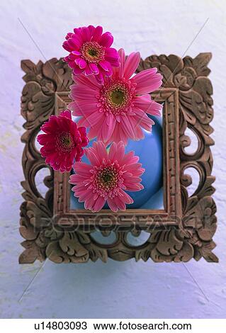 wooden frame, pink, sun flower, flower, plant, red View Large Photo Image Stock Image - wooden frame, pink, sun flower, flower, plant, red. Fotosearch