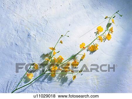 Stock Photo - yellow, flower, sun light, shadow, plant, ground. Fotosearch