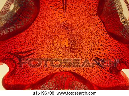 close-up, glass, red, orange, amber View Large Photo Image Stock Photo - close-up, glass, red, orange, amber. Fotosearch