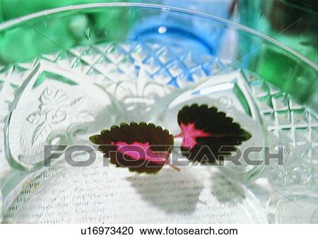 glass, plate, tableware, paper, leaf View Large Photo Image Stock Image - glass, plate, tableware, paper, leaf. Fotosearch