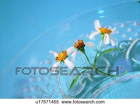 glass, tableware, clear glass, plate, flower View Large Photo Image Stock Photography - glass, tableware, clear glass, plate, flower. Fotosearch