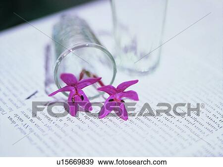 tableware, glass, flower, paper View Large Photo Image Stock Photo - tableware, glass, flower, paper. Fotosearch