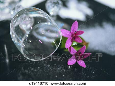 wine glass, glass, pink, tableware, flower View Large Photo Image Stock Image - wine glass, glass, pink, tableware, flower. Fotosearch