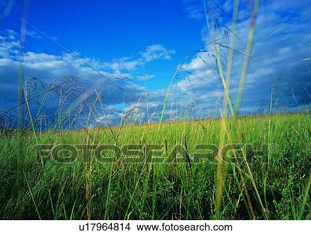 Picture - Blade Of Grass, Cloud, Day, Field, Grass. Fotosearch