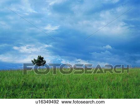 Stock Image - Cloud, Day, Field, Grassy, Greenery. Fotosearch
