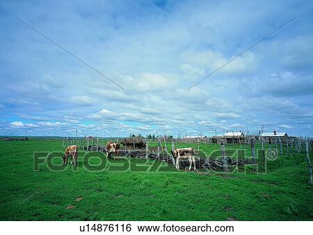 Stock Photograph - Farmland, Grassy, Sky, Pasture. Fotosearch