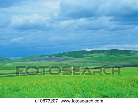 Flower, Day, Farmland, Field, Sky View Large Photo Image Stock Photo - Flower, Day, Farmland, Field, Sky. Fotosearch