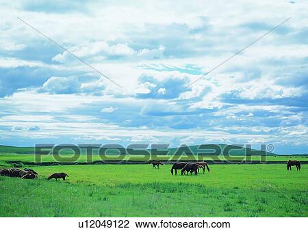 Greenery, Growth, Mammal, Cloud, Nature, Hill View Large Photo Image Stock Image - Greenery, Growth, Mammal, Cloud, Nature, Hill. Fotosearch