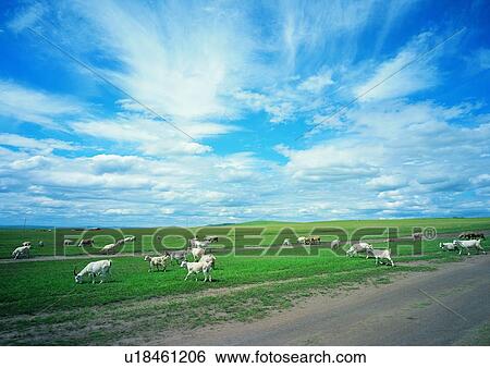 Herd, Goat, Field, Meadow, Sky, Day, Plains View Large Photo Image Stock Photograph - Herd, Goat, Field, Meadow, Sky, Day, Plains. Fotosearch