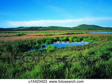 Lush Foliage, Cloud, Sky, Marshland, Scenics, Growth, Grassy View Large Photo Image Stock Image - Lush Foliage, Cloud, Sky, Marshland, Scenics, Growth, Grassy. Fotosearch
