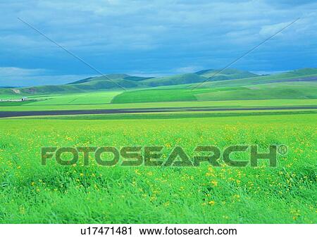Stock Image - Lush Foliage, Scenics, Cloud, Field, Sky, Day. Fotosearch