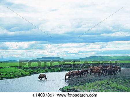 Stock Photo - Mammal, Drinking, Water, Growth, Meadow. Fotosearch