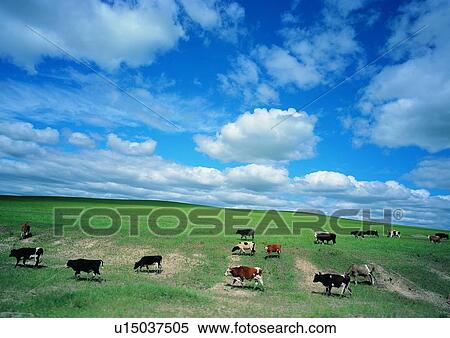 Nature, Cow, Grassy, Landscape, Day, Field View Large Photo Image Stock Photography - Nature, Cow, Grassy, Landscape, Day, Field. Fotosearch