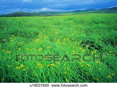 Sky, Day, Great Plains, Landscape, Lush Foliage, Greenery View Large Photo Image Stock Image - Sky, Day, Great Plains, Landscape, Lush Foliage, Greenery. Fotosearch