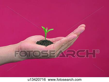 fingers, palm, soil, hand, seeding, plant View Large Photo Image Stock Photograph - fingers, palm, soil, hand, seeding, plant. Fotosearch