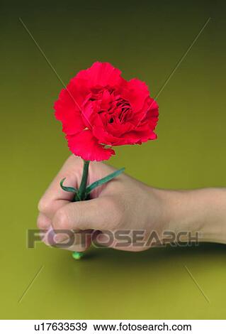 Stock Photo - flower, clutching, fist, carnation, hands, Mother's Day. Fotosearch