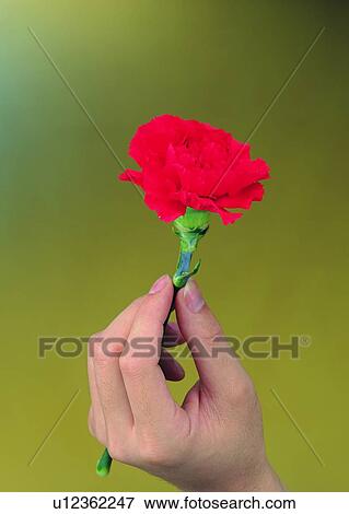 hand, carnation, flower, thumb, finger, Mother's Day View Large Photo Image Stock Photo - hand, carnation, flower, thumb, finger, Mother's Day. Fotosearch