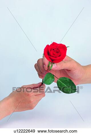 hand, gift, giving, receiving, flower, rose View Large Photo Image Stock Photo - hand, gift, giving, receiving, flower, rose. Fotosearch