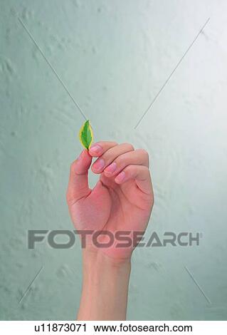 hand, leaf, palm, finger, thumb, fingernail View Large Photo Image Stock Image - hand, leaf, palm, finger, thumb, fingernail. Fotosearch