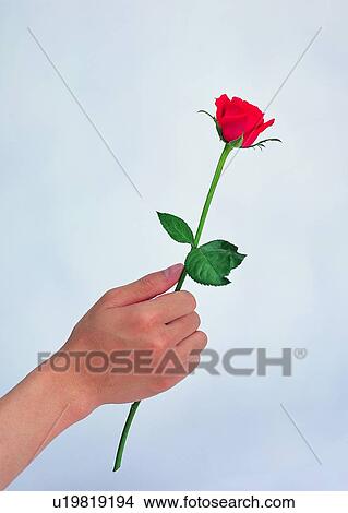 thumb, giving, rose, fist, gift, hand View Large Photo Image Picture - thumb, giving, rose, fist, gift, hand. Fotosearch