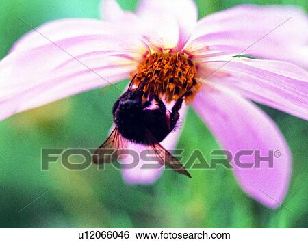flower, nature, insect, plant, outdoor, bee View Large Photo Image Stock Photograph - flower, nature, insect, plant, outdoor, bee. Fotosearch