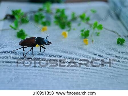 Stock Image - insect, beetle, leaf, plant, flower, nature. Fotosearch