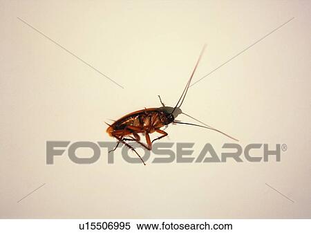 Stock Photography - insect, cockroach, vermin. Fotosearch
