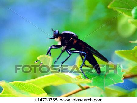 insect, nature, fly, leaf, plant, outdoor View Large Photo Image Stock Photography - insect, nature, fly, leaf, plant, outdoor. Fotosearch