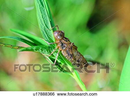 insect, nature, leaf, plant, outdoor View Large Photo Image Stock Photograph - insect, nature, leaf, plant, outdoor. Fotosearch