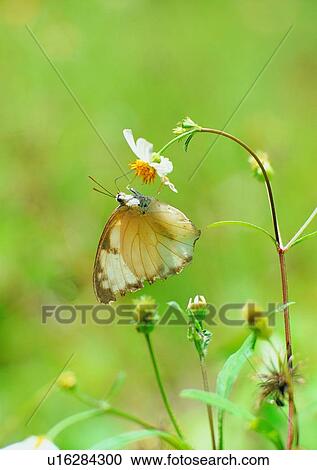 insect, nature, outdoor, flower, leaf, butterfly View Large Photo Image Stock Image - insect, nature, outdoor, flower, leaf, butterfly. Fotosearch