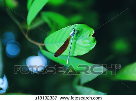 insect, nature, outdoor, plant, leaf, dragonfly View Large Photo Image Stock Photo - insect, nature, outdoor, plant, leaf, dragonfly. Fotosearch