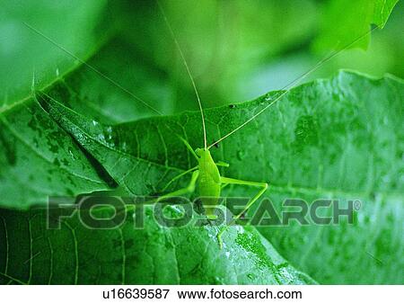 Stock Photo - insect, plant, nature, outdoor, leaf, grasshopper. Fotosearch