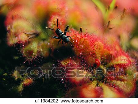 Stock Image - insect, plant, outdoor, nature, leaf. Fotosearch