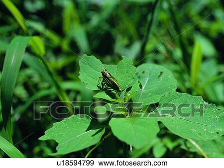 leaf, insect, plant, outdoor, nature, grasshopper View Large Photo Image Stock Photo - leaf, insect, plant, outdoor, nature, grasshopper. Fotosearch