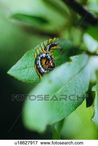 leaf, outdoor, insect, plant, nature, centipede View Large Photo Image Stock Photo - leaf, outdoor, insect, plant, nature, centipede. Fotosearch