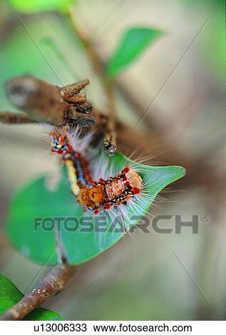 leaf, outdoor, worm, caterpillar, plant, insect View Large Photo Image Stock Image - leaf, outdoor, worm, caterpillar, plant, insect. Fotosearch