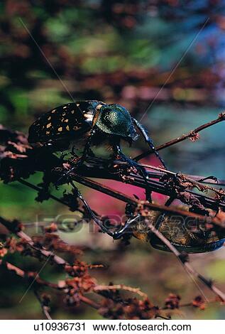 nature, beetle, insect, plant, outdoor View Large Photo Image Stock Image - nature, beetle, insect, plant, outdoor. Fotosearch