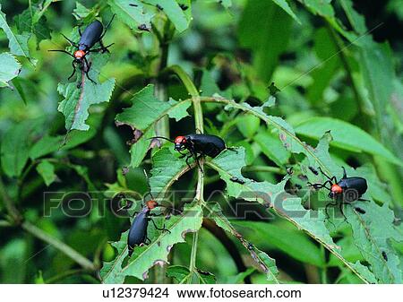 nature, insect, leaf, outdoor, plant, beetle View Large Photo Image Picture - nature, insect, leaf, outdoor, plant, beetle. Fotosearch