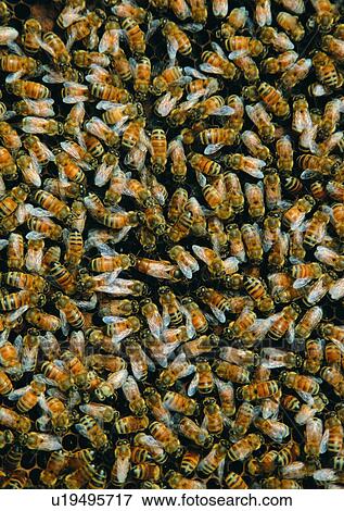 nature, insect, outdoor, bee View Large Photo Image Stock Photo - nature, insect, outdoor, bee. Fotosearch