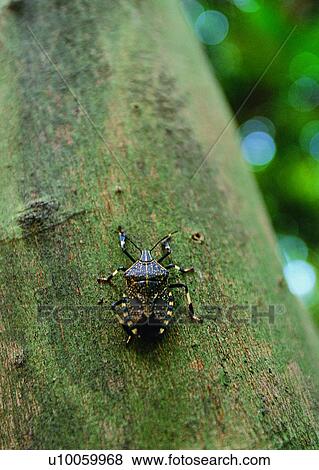 nature, insect, outdoor, beetle, tree View Large Photo Image Stock Photo - nature, insect, outdoor, beetle, tree. Fotosearch