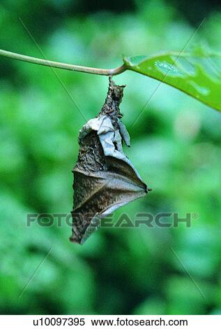 Stock Photography - nature, leaf, insect, butterfly, plant, outdoor. Fotosearch