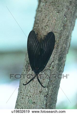 Stock Photo - nature, moth, leaf, outdoor, insect, plant. Fotosearch