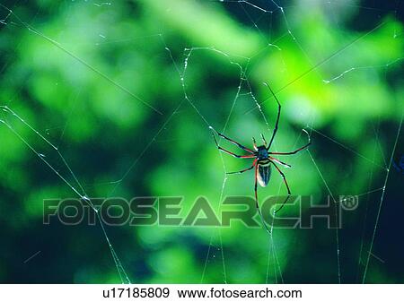Stock Photo - nature, outdoor, insect, spider, spider web. Fotosearch