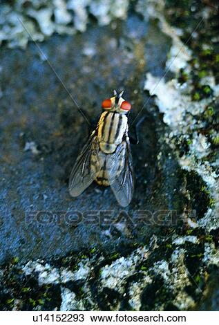 nature, outdoor, tree, fly, insect View Large Photo Image Stock Image - nature, outdoor, tree, fly, insect. Fotosearch