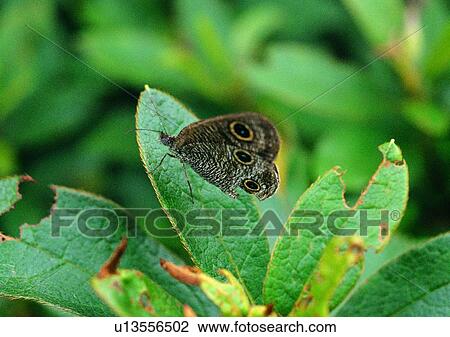 nature, plant, butterfly, outdoor, leaf, insect View Large Photo Image Stock Image - nature, plant, butterfly, outdoor, leaf, insect. Fotosearch