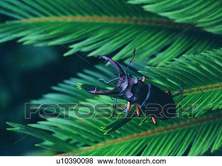 Stock Photo - nature, plant, leaf, outdoor, insect, beetle. Fotosearch